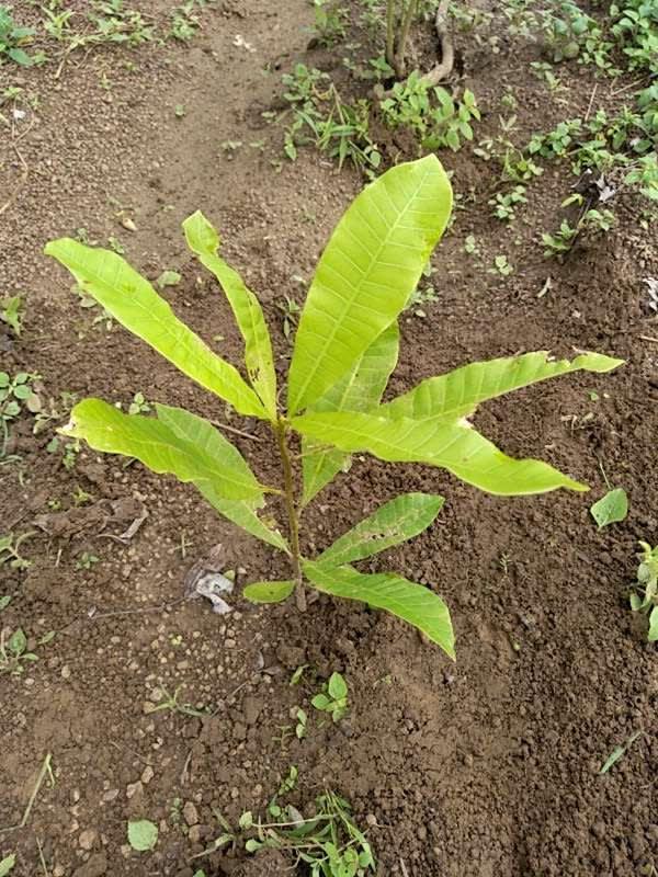 tree image