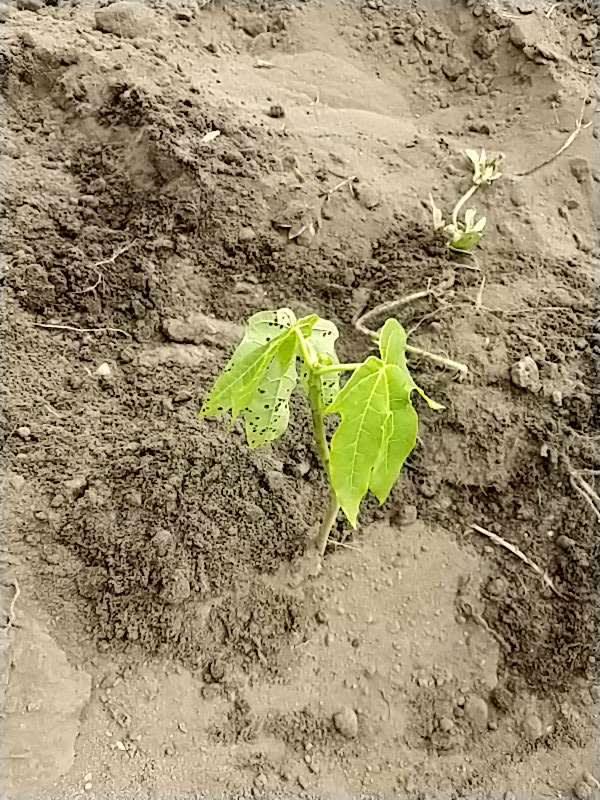 tree image