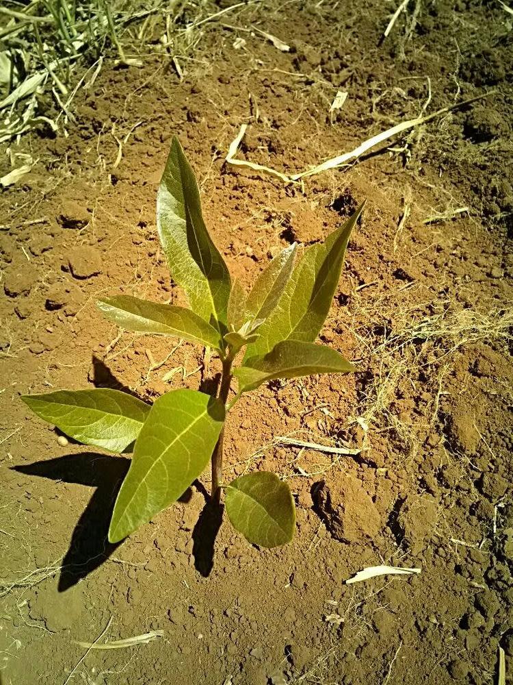 tree image
