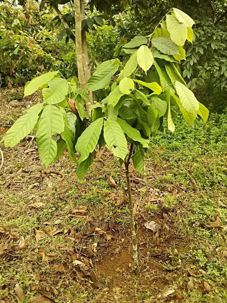 tree image