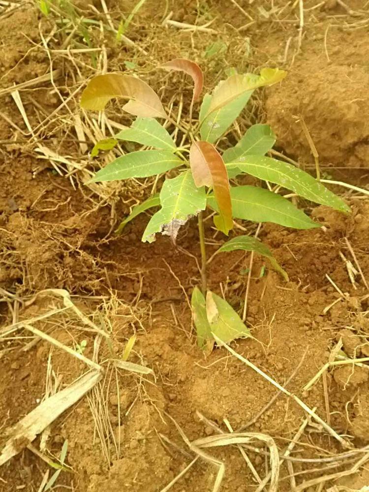 tree image