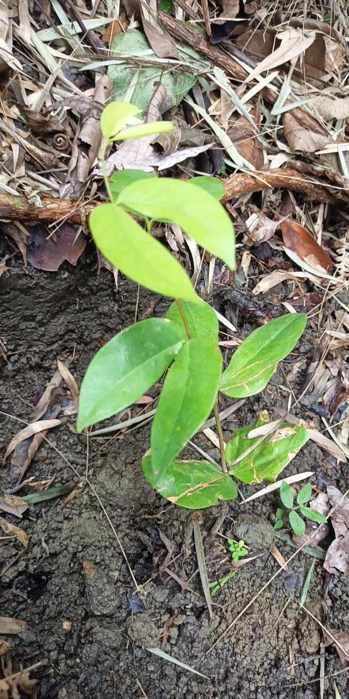 tree image