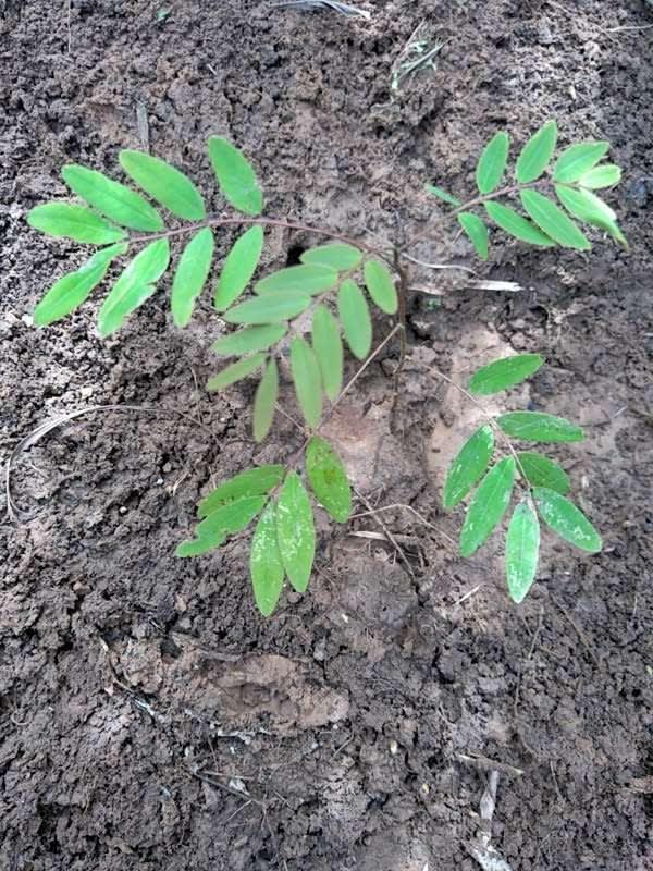 tree image