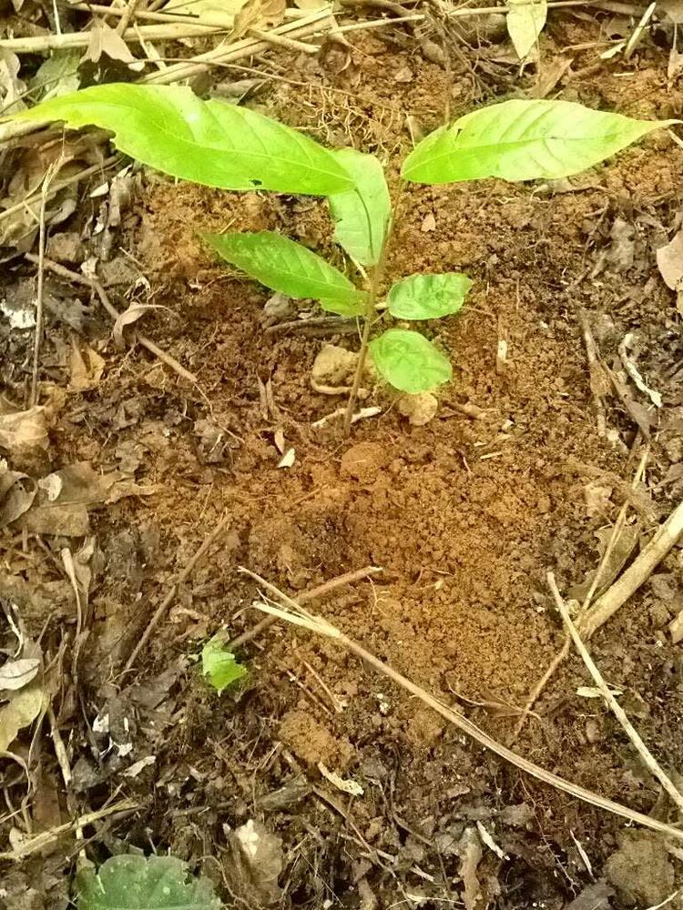 tree image