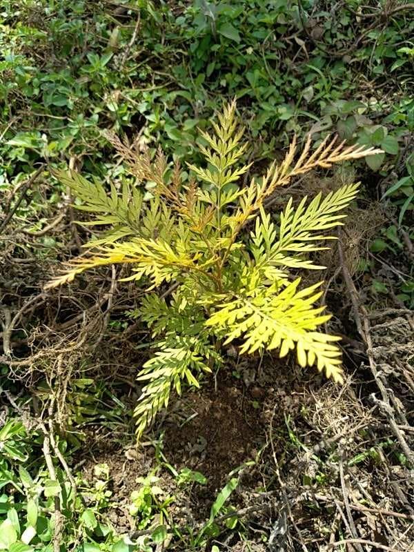 tree image