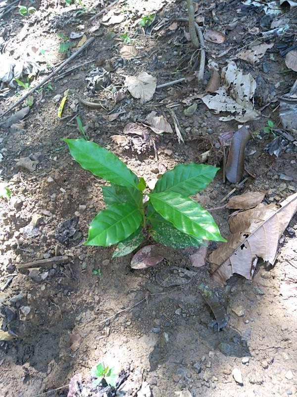 tree image
