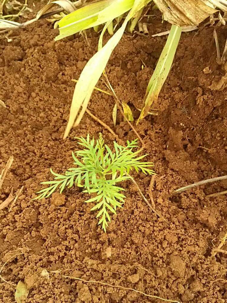 tree image
