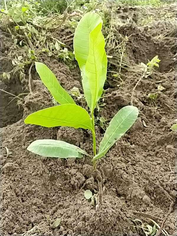 tree image