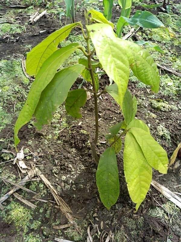 tree image