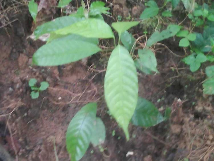 tree image