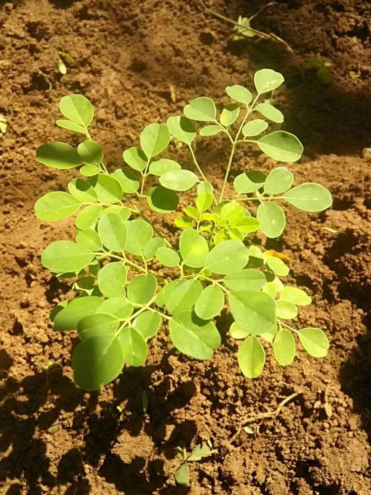 tree image