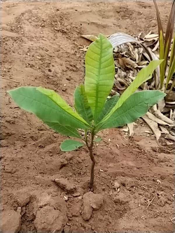 tree image