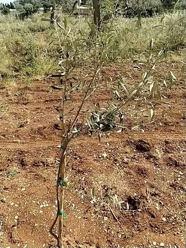 tree image