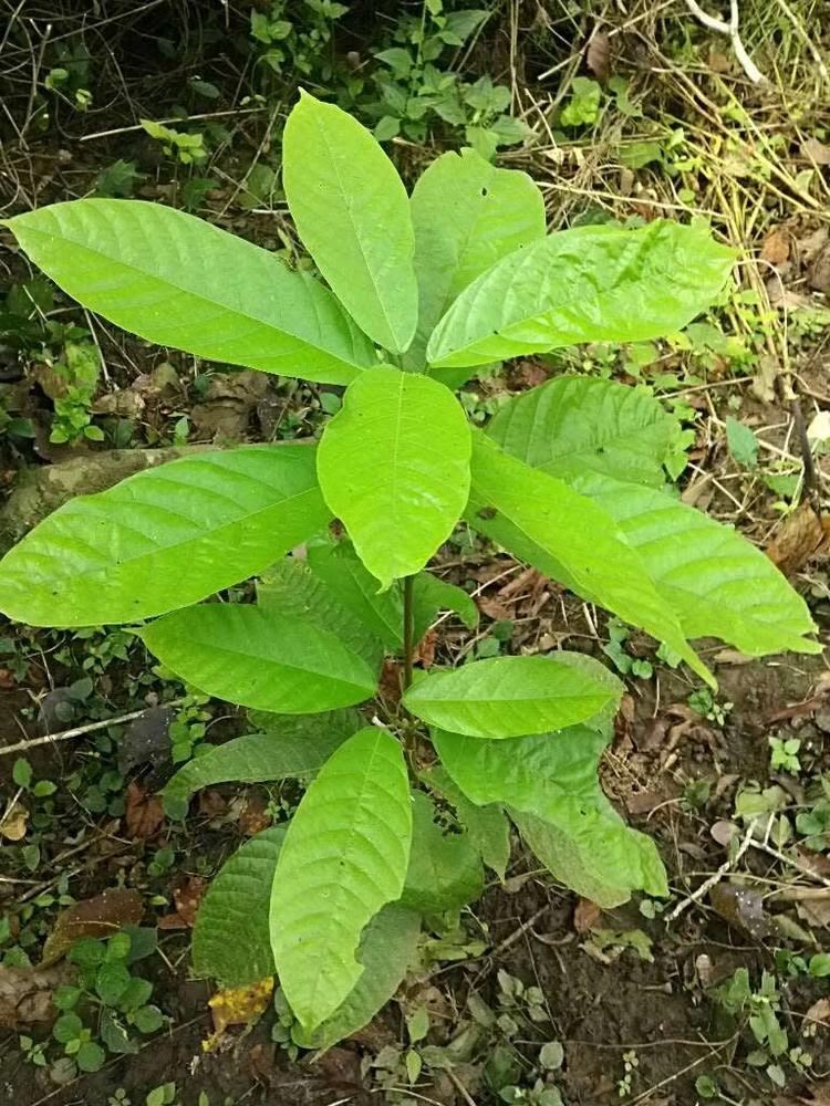 tree image