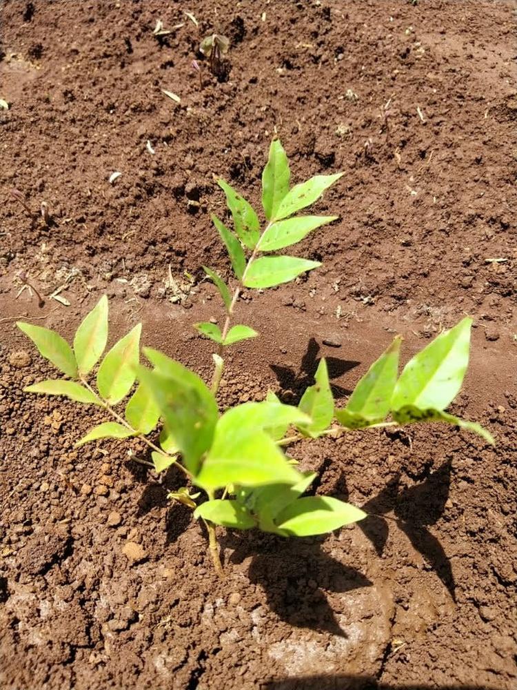 tree image