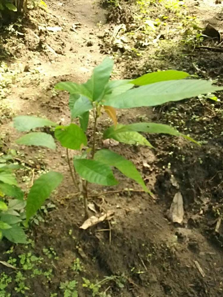 tree image
