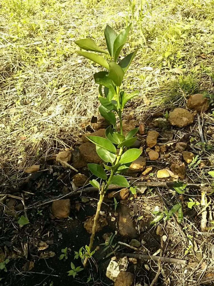tree image