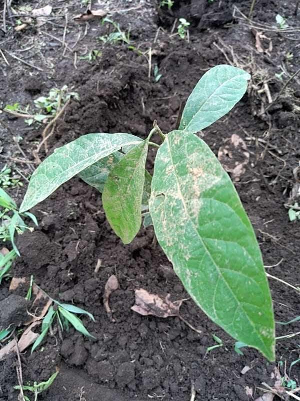tree image