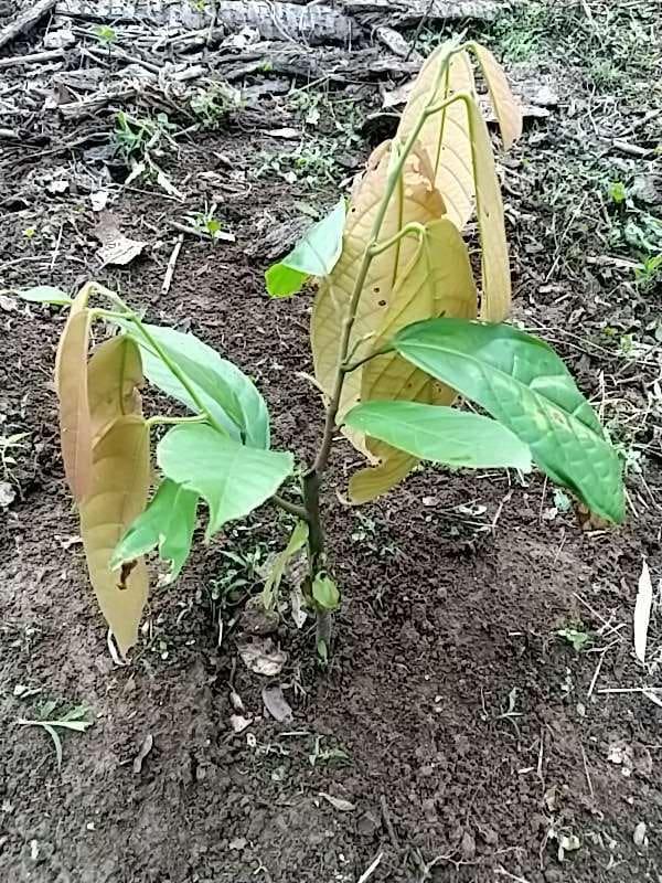 tree image