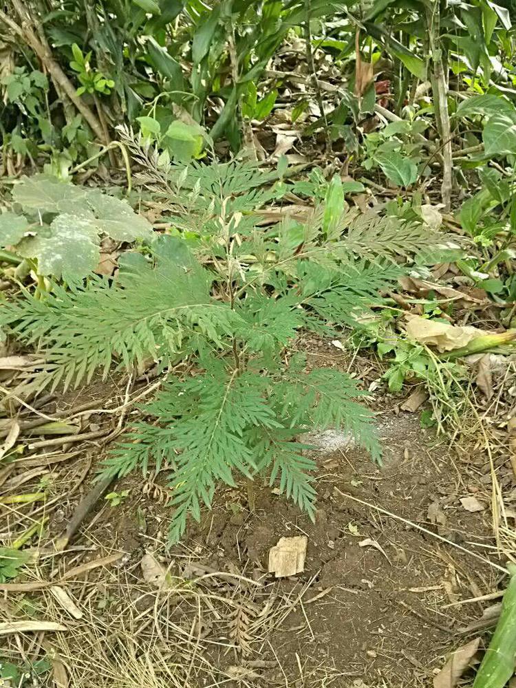tree image