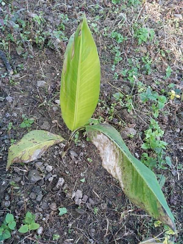 tree image