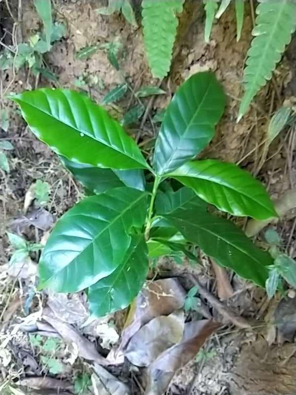 tree image
