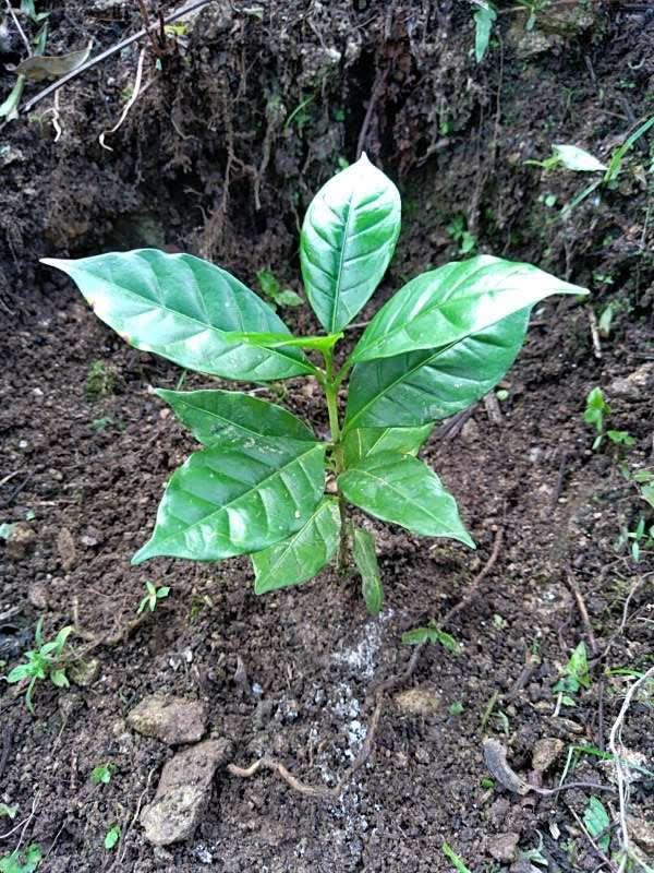 tree image