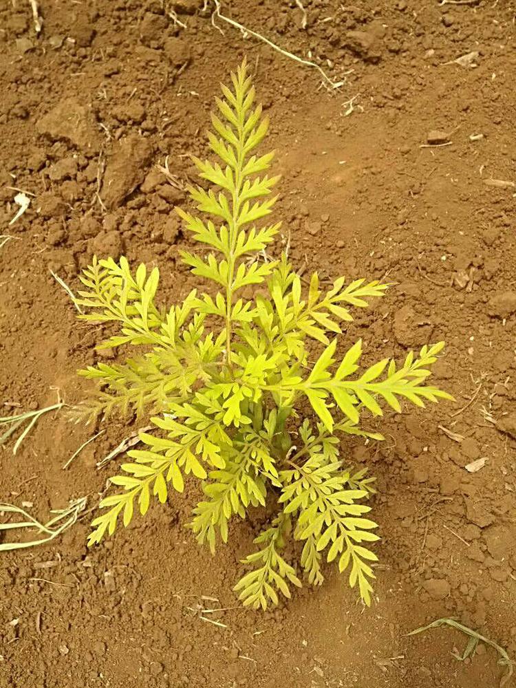 tree image