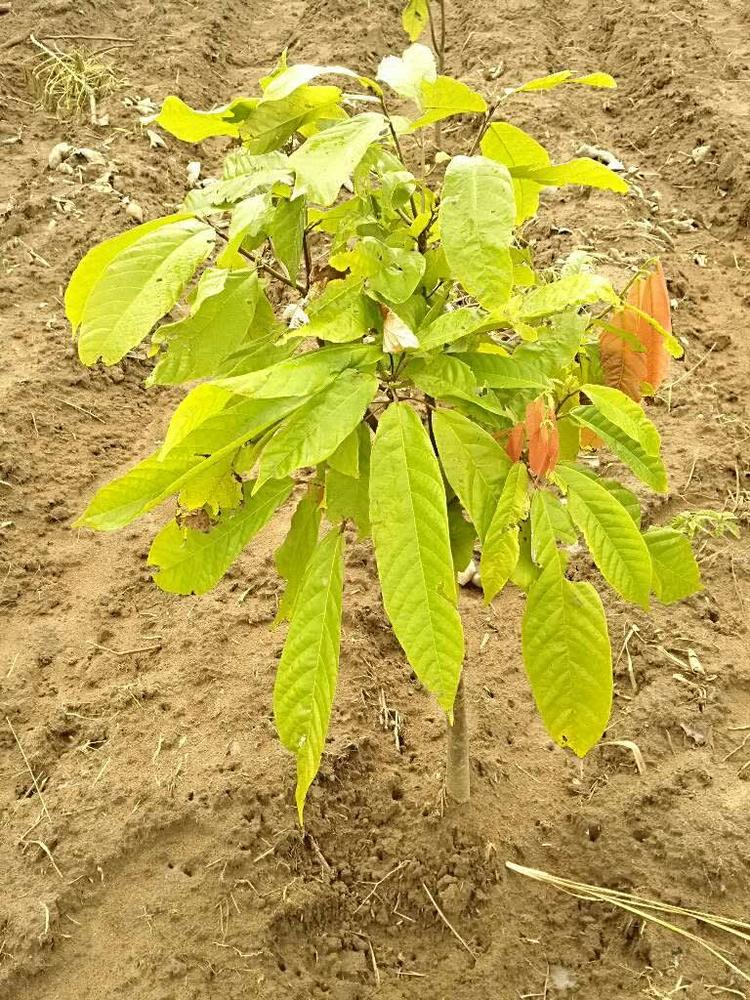 tree image