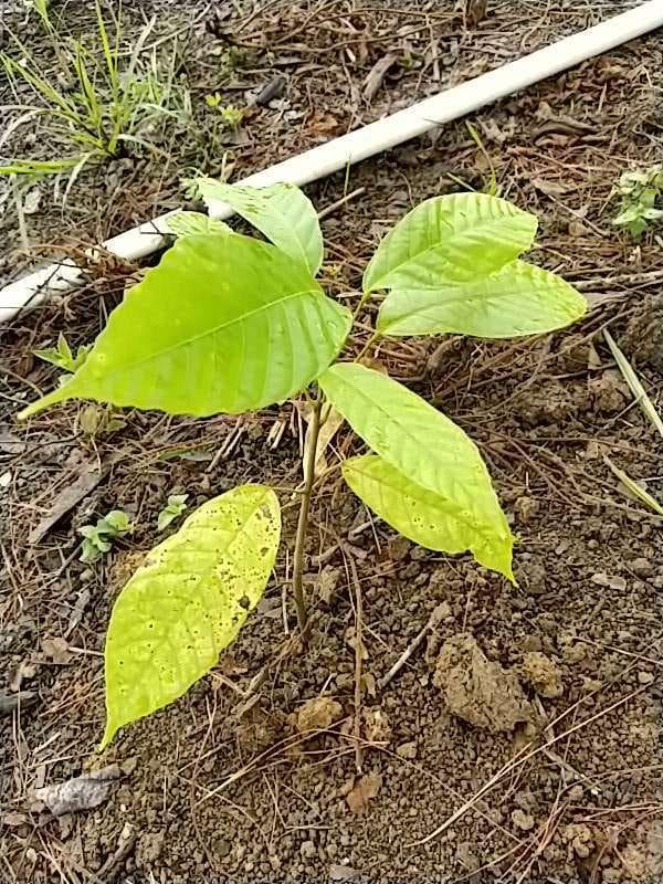 tree image