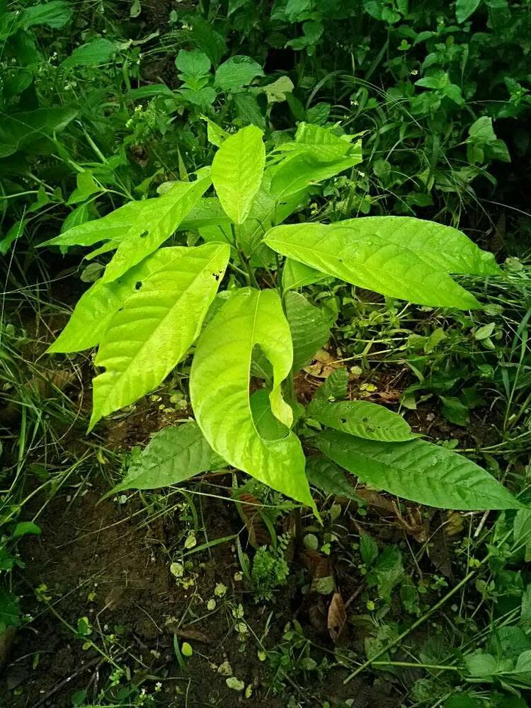 tree image