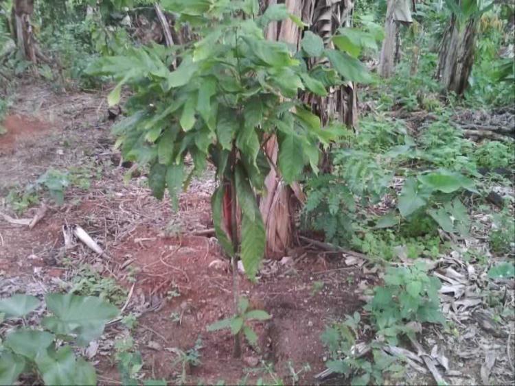 tree image