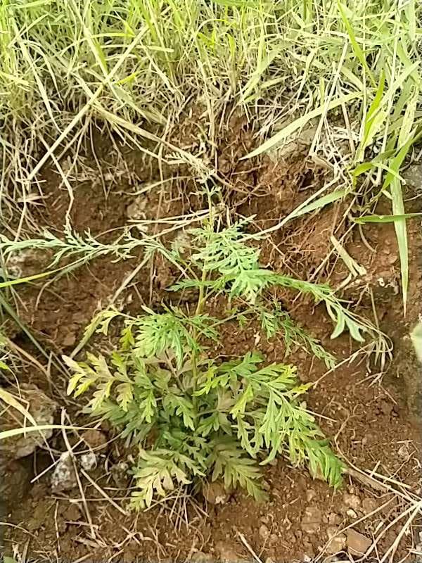 tree image