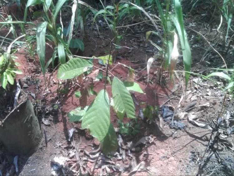 tree image