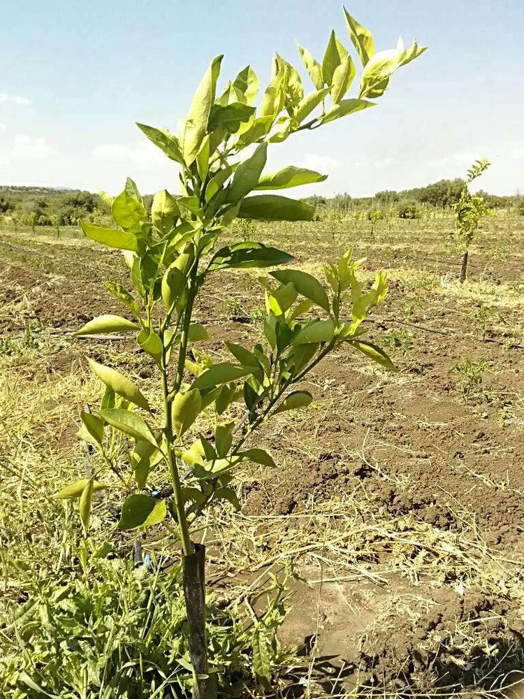 tree image