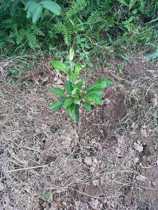 tree image
