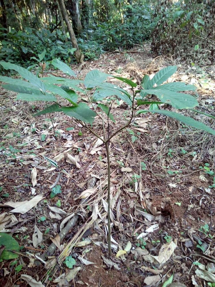 tree image
