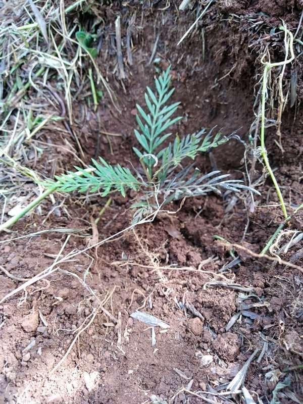 tree image