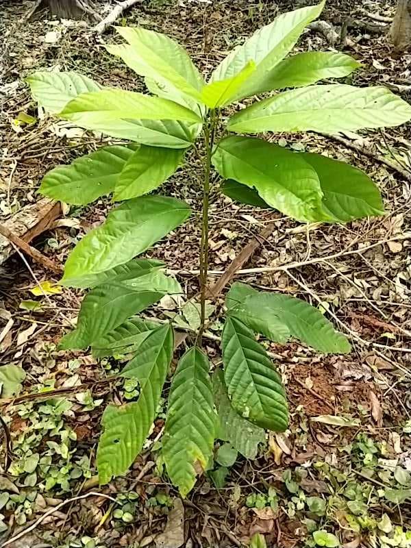 tree image