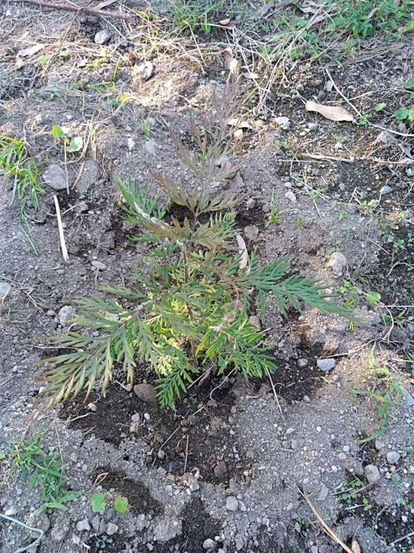 tree image