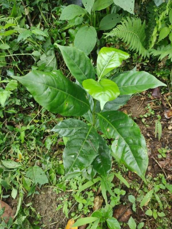 tree image