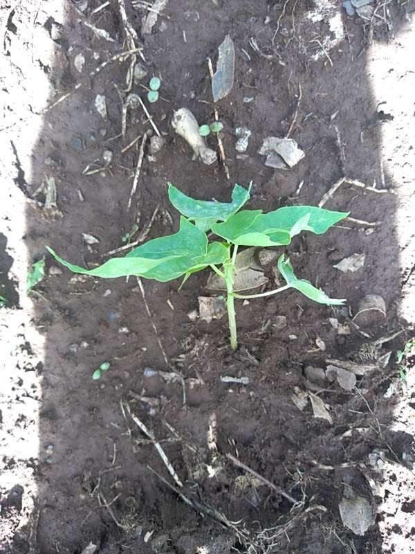 tree image