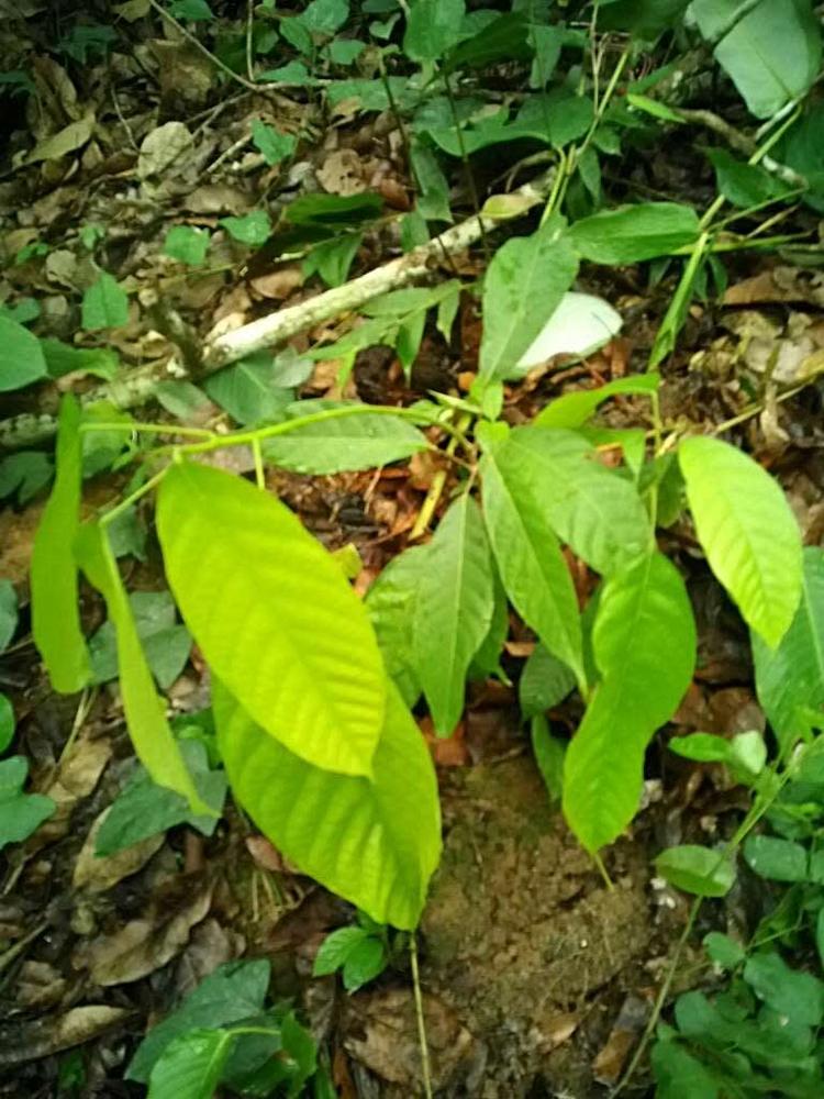 tree image