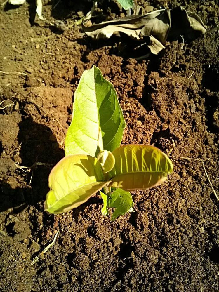 tree image