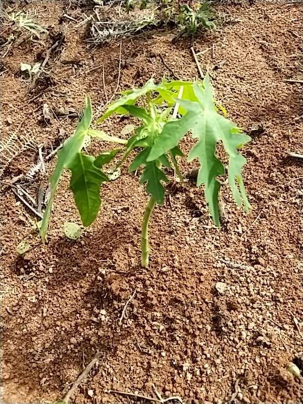 tree image