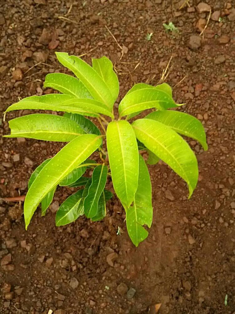 tree image