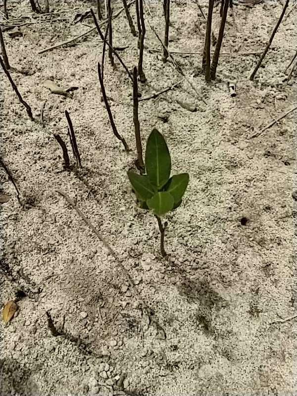 tree image