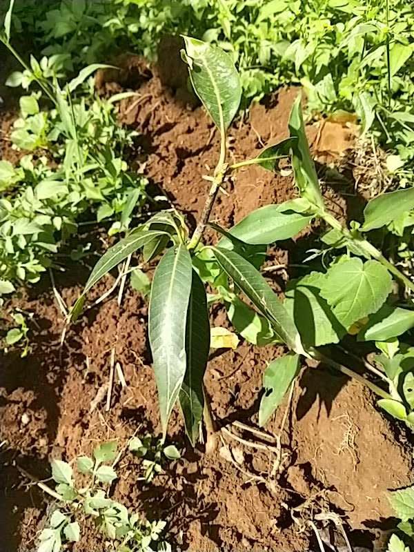 tree image