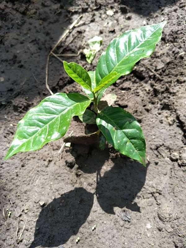 tree image
