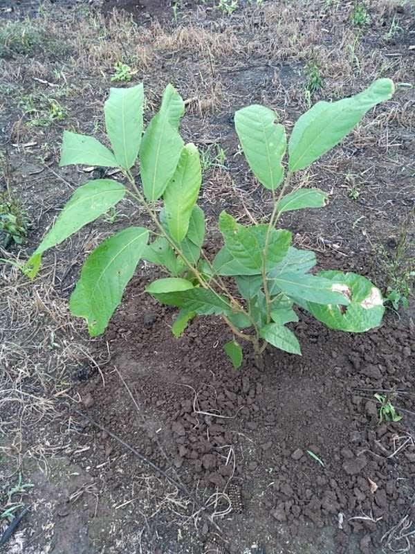 tree image